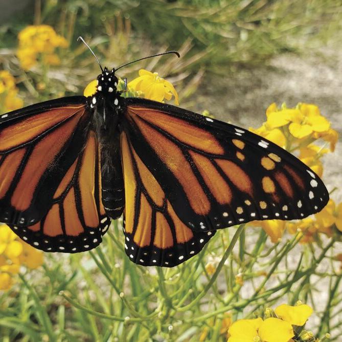 Saving the Monarchs: Proposed ESA explained, supported by various groups